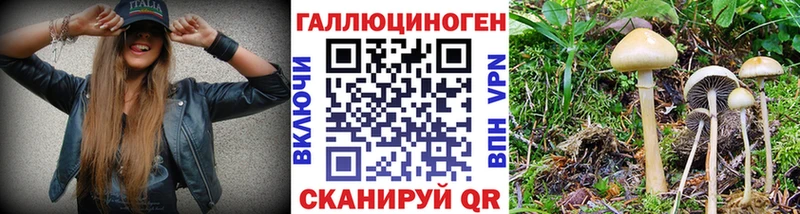 Галлюциногенные грибы Cubensis  Абакан 