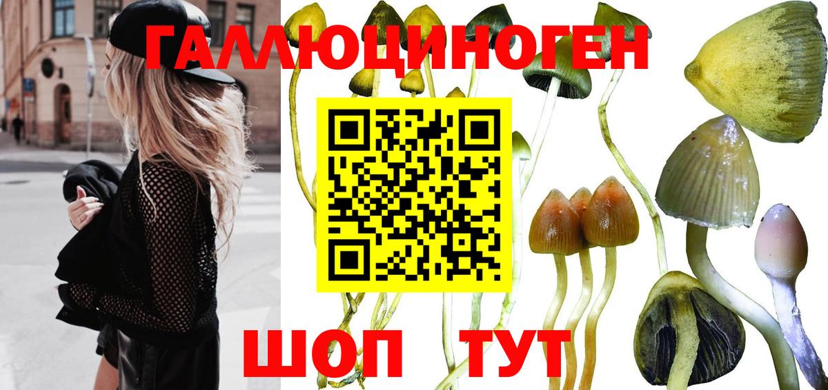 Псилоцибиновые грибы Cubensis Абакан